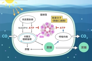 助攻碳平衡！中研院團隊發現增加生物固碳新法