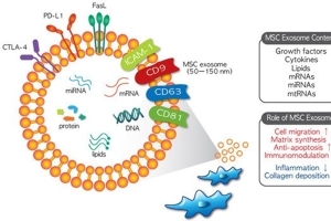 間質幹細胞(hMSC)其外泌體 (Exosome) 的臨床治療潛力