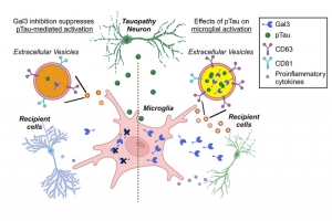 揭開罪魁禍首：小膠質細胞半乳糖凝集素-3 加劇 Tau 病變疾病
